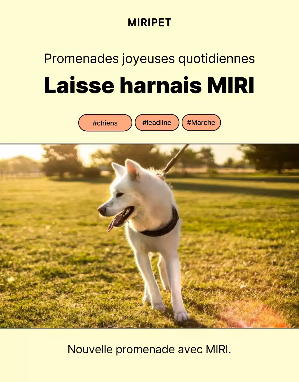 Promouvoir une simple laisse pour chien jaune et orange