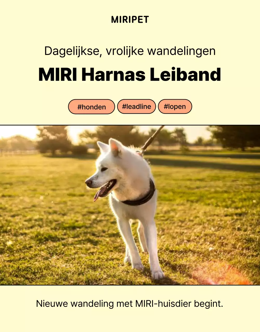 Een eenvoudige gele en oranje hondenriem promoten