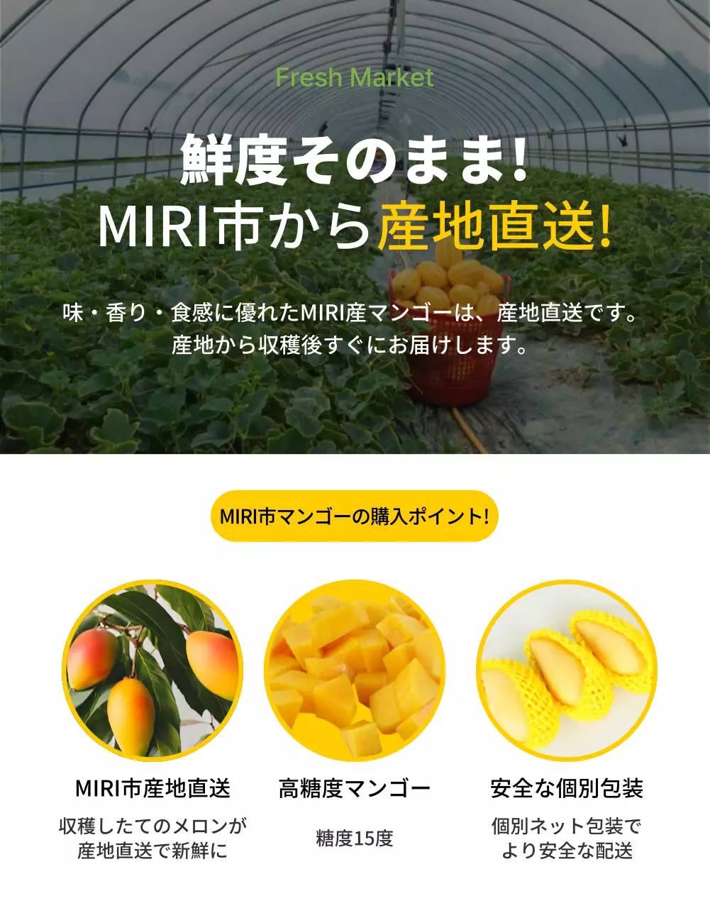 黄色 明るい フルーツ パンフレット 詳細ページ