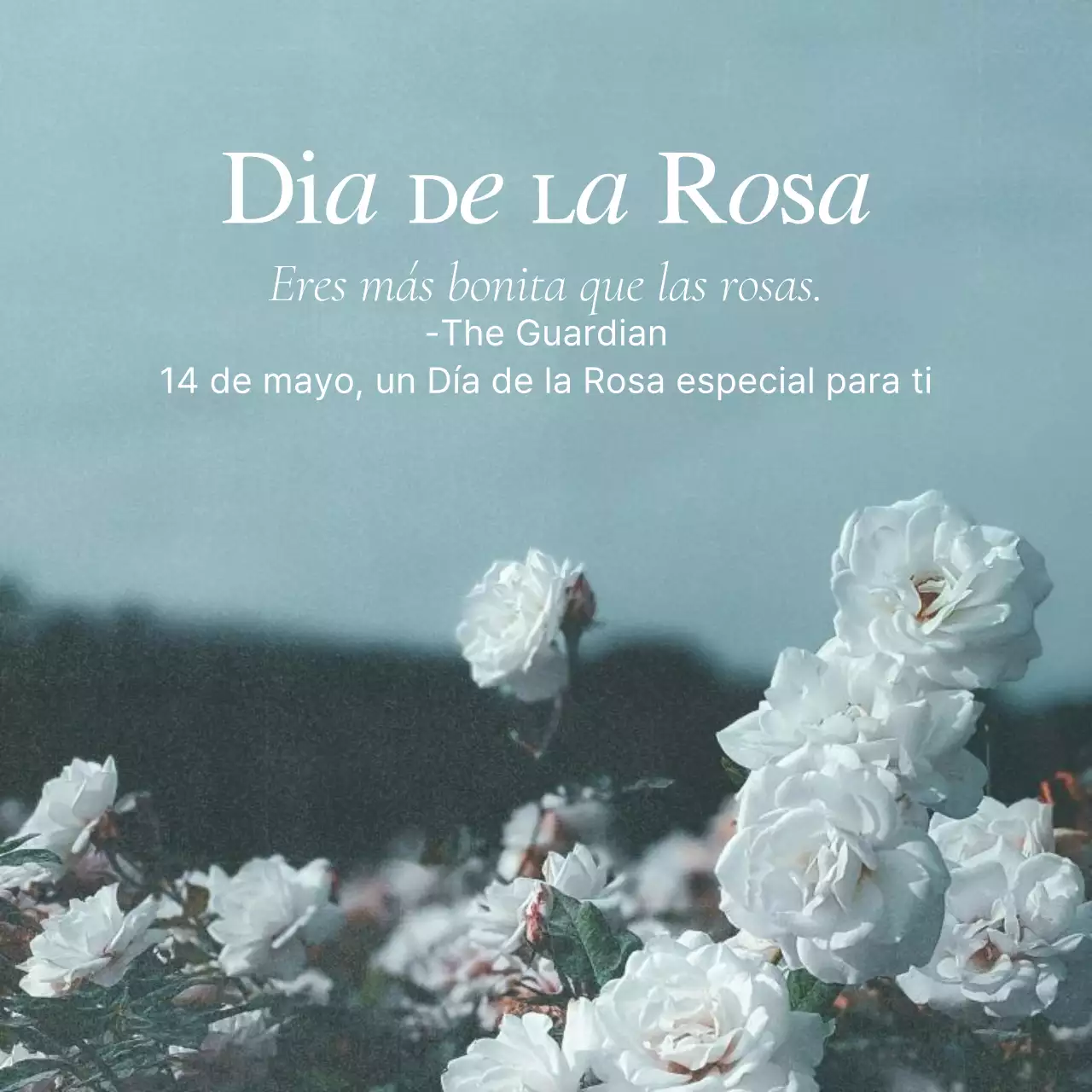 Un post sentimental del Día de la Rosa en celeste y blanco