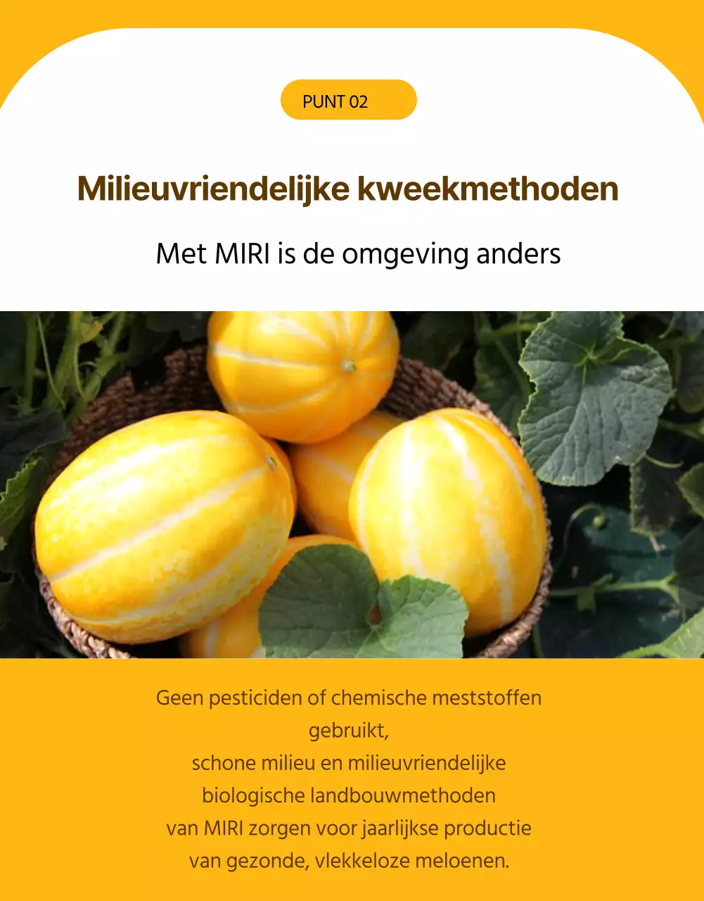 Eenvoudige promotie voor gele meloen