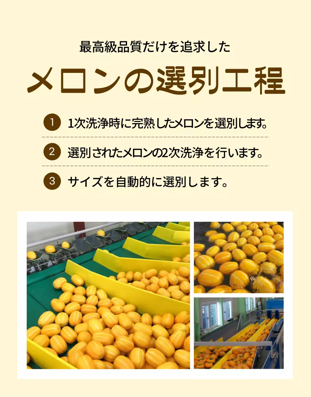 黄色 オーガニック メロン チラシ 詳細ページ