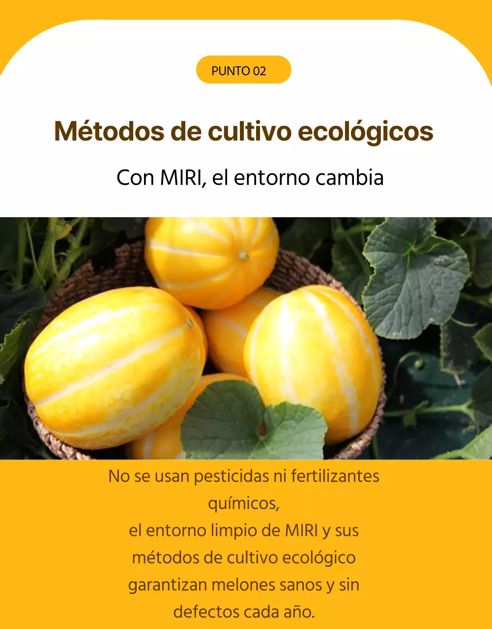 Promoción simple del melón amarillo