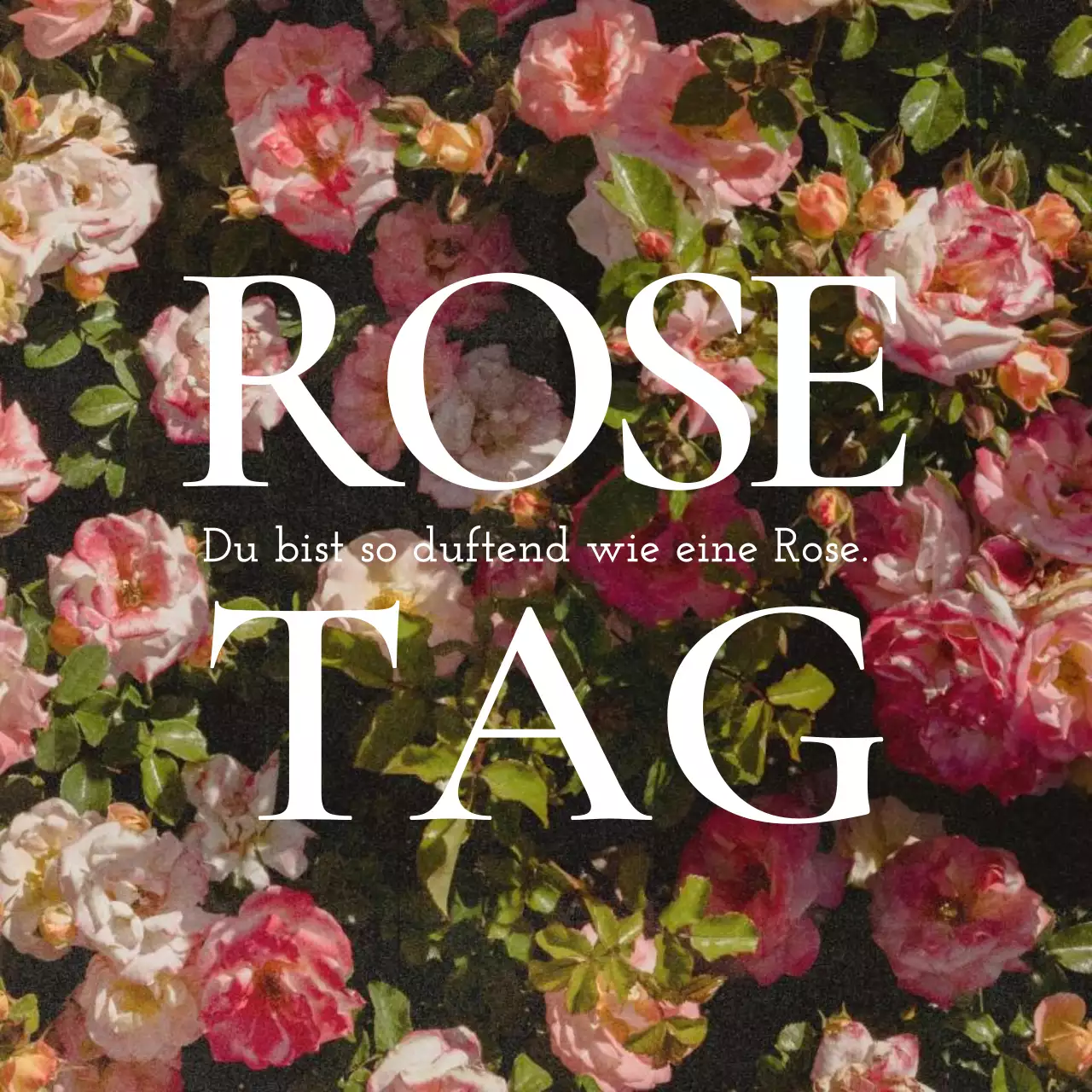 Ein sentimentaler Beitrag zum Rosentag in Rosa und Weiß