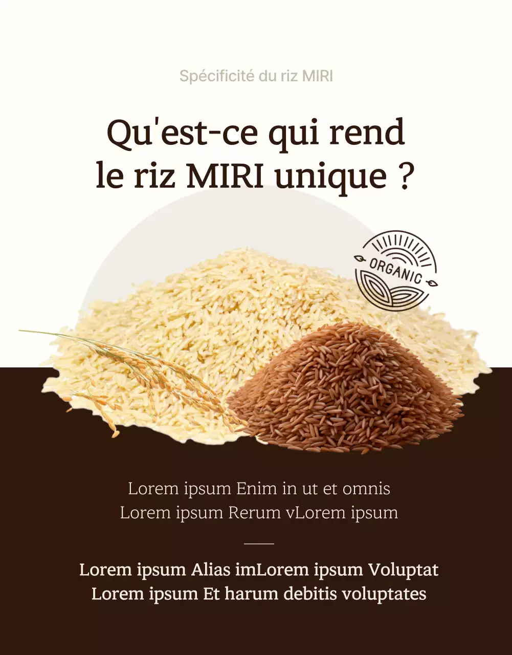 Une introduction moderne au riz biologique brun et ivoire