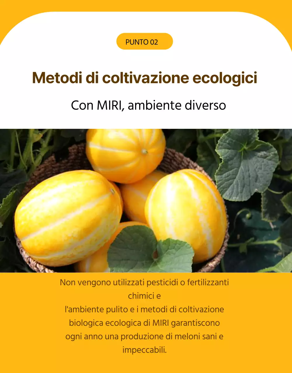 Promozione semplice del melone giallo