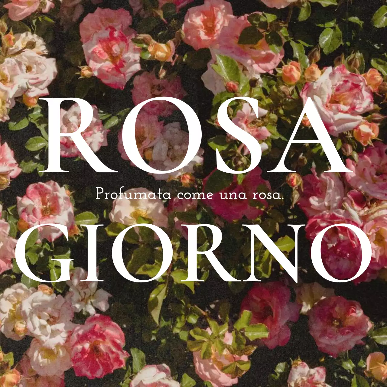 Un post sentimentale per il Giorno della Rosa in rosa e bianco