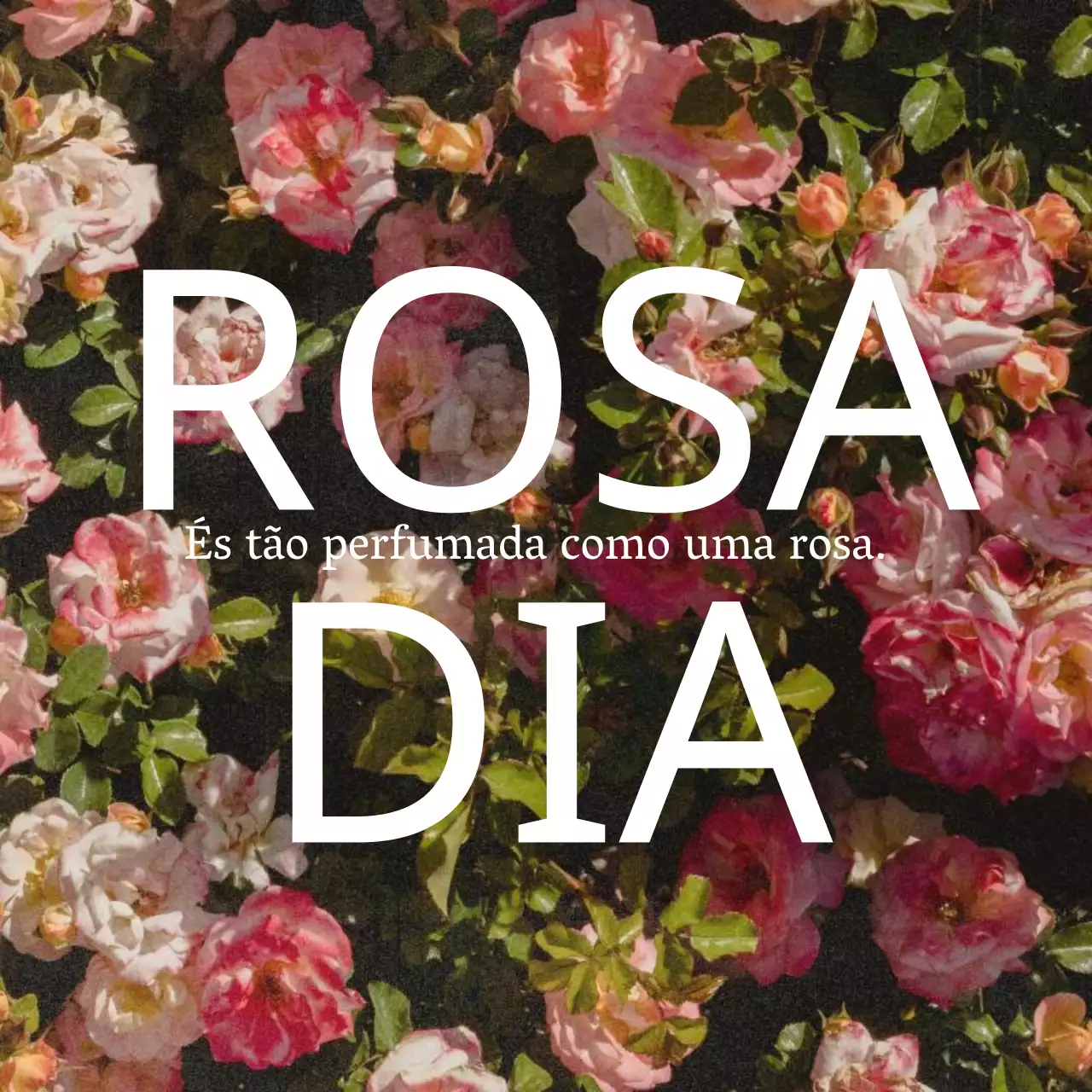 Um post sentimental sobre o Dia das Rosas em rosa e branco