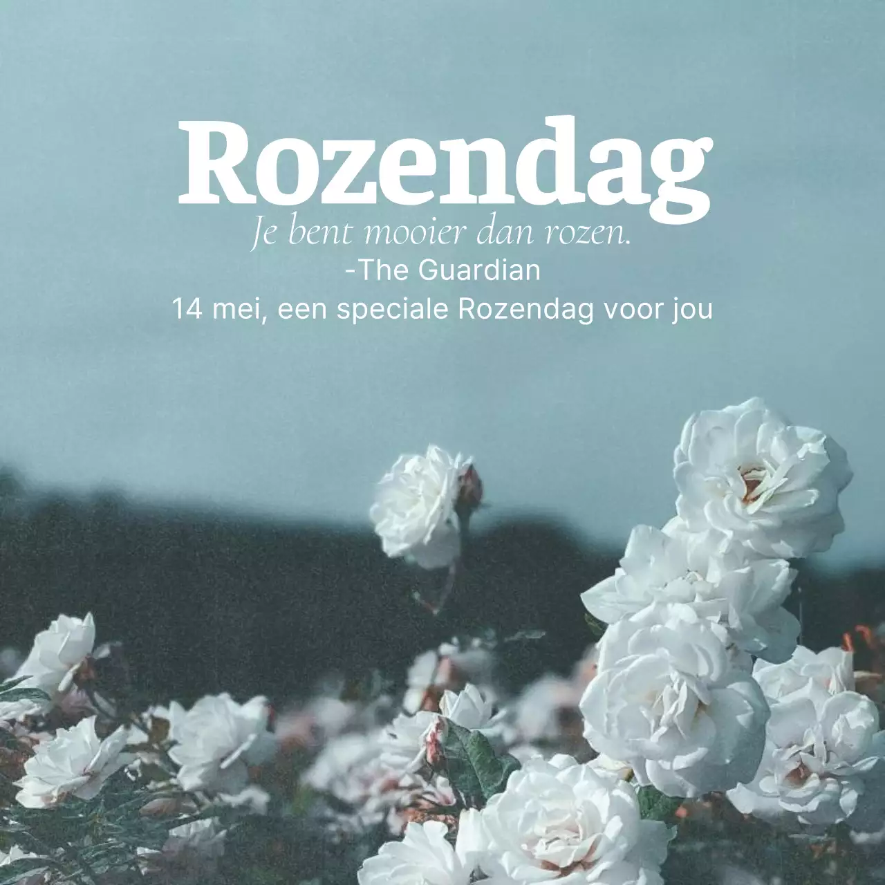 Een sentimentele Rose Day-post in lichtblauw en wit