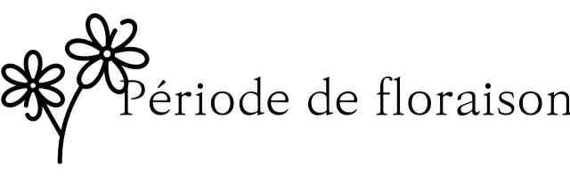 Marchandises sentimentales avec des illustrations florales et des polices de caractères à empattement