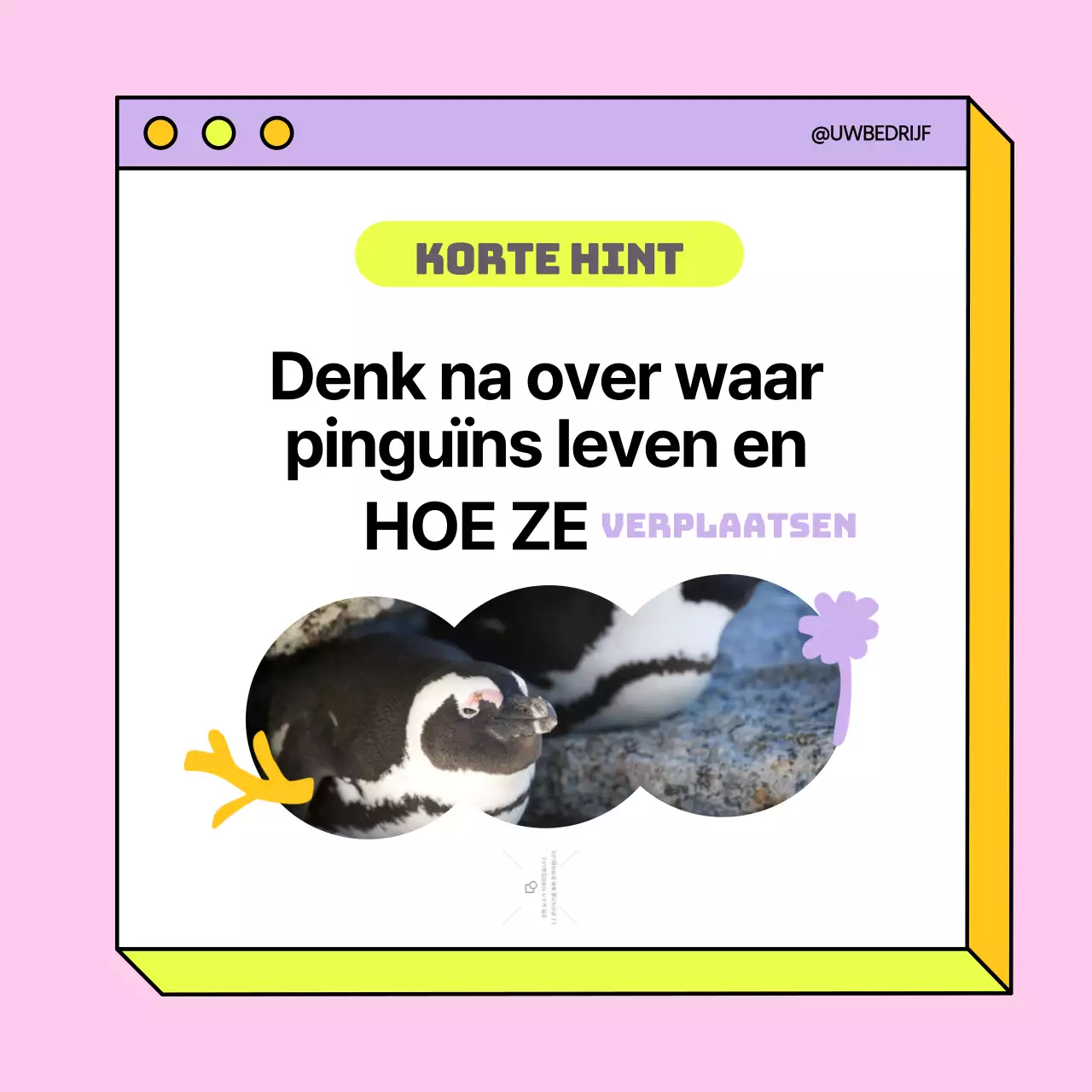 Geel en paars Trend Waar of Onwaar Publiciteit