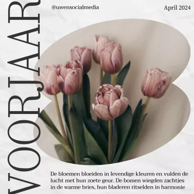 Roze en wit bloeiende esthetische lente