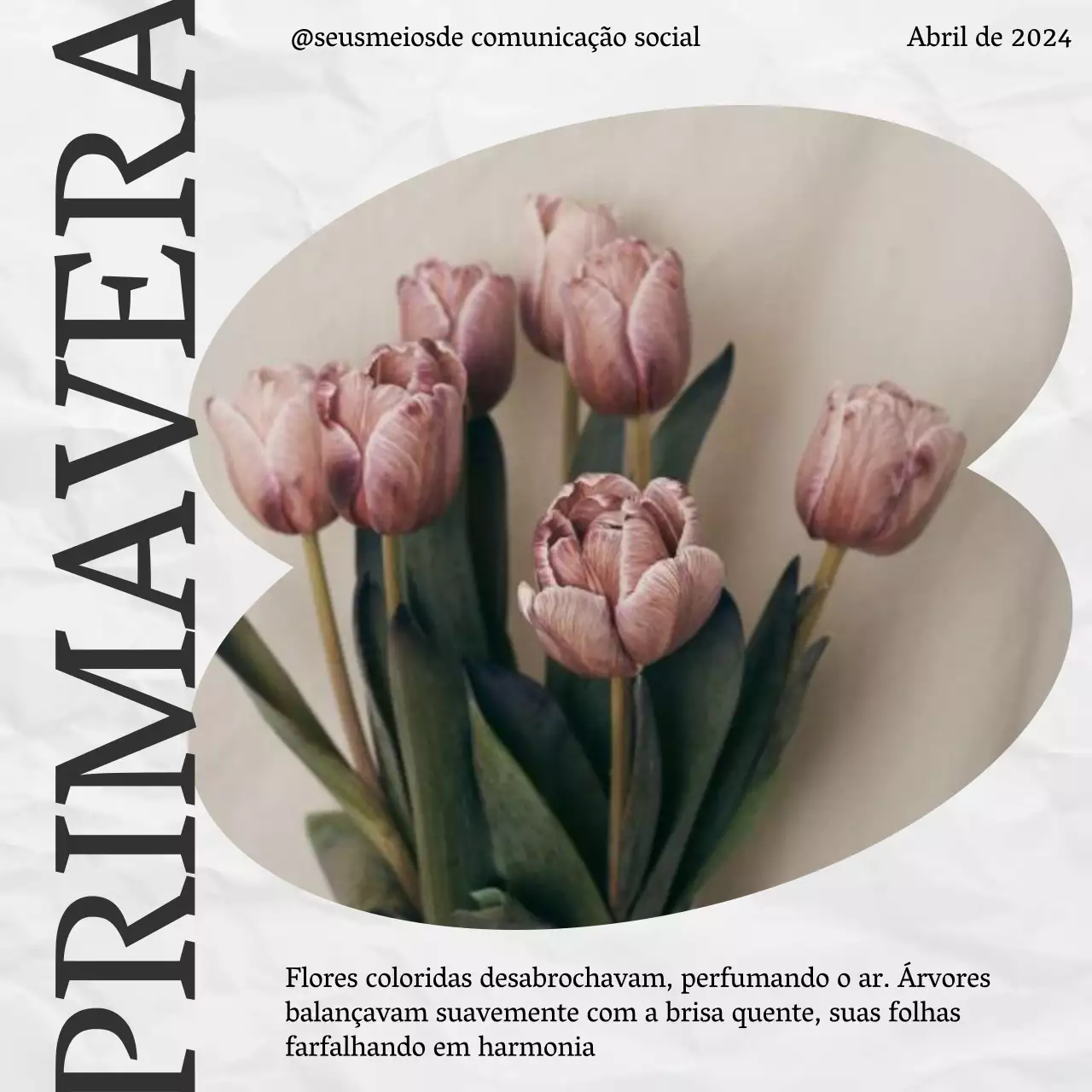 Rosa e branco florescendo primavera Estética