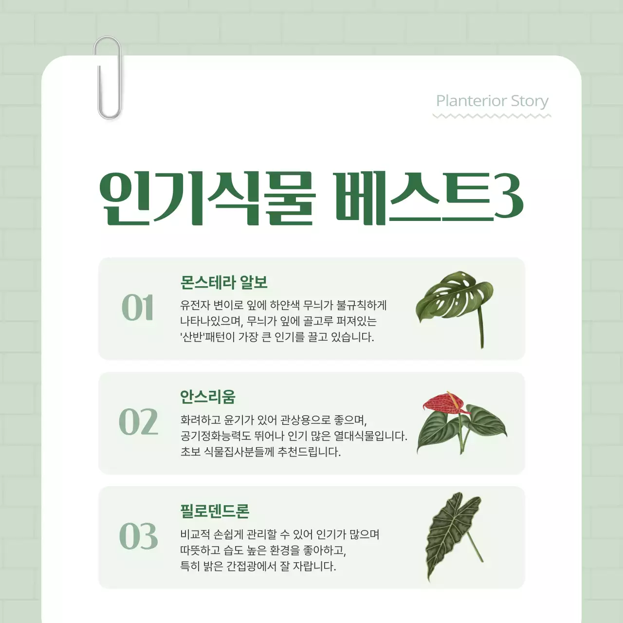 초록색과 흰색의 아기자기한 플랜테리어 홍보