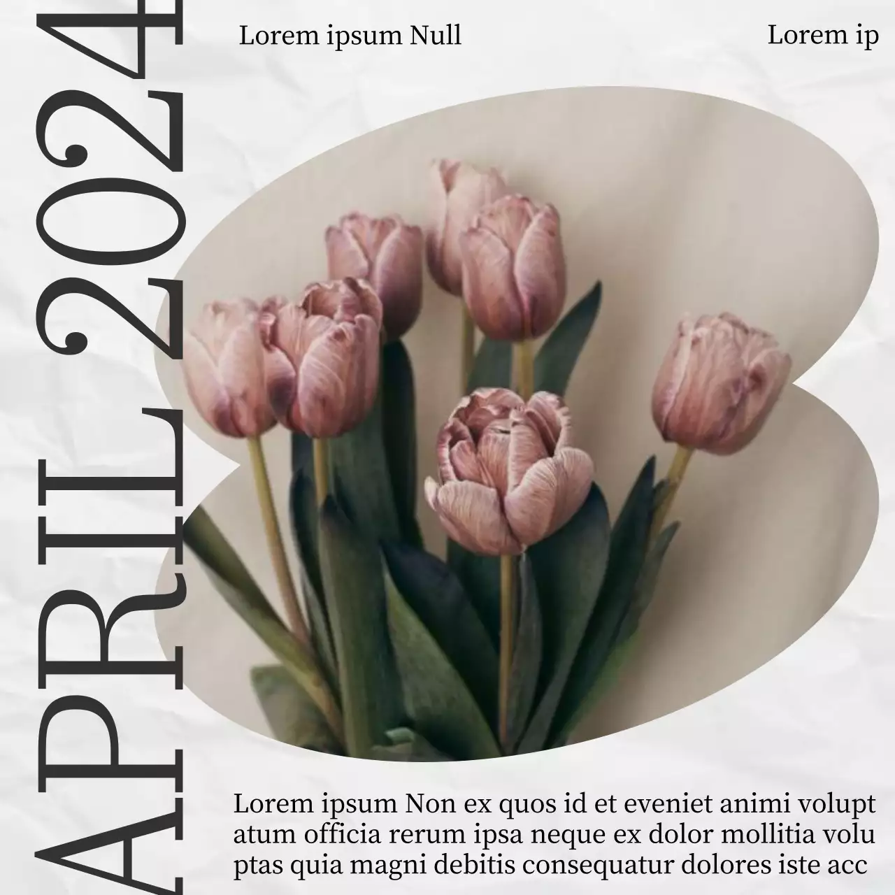 Rosa und weiß blühende Ästhetik des Frühlings