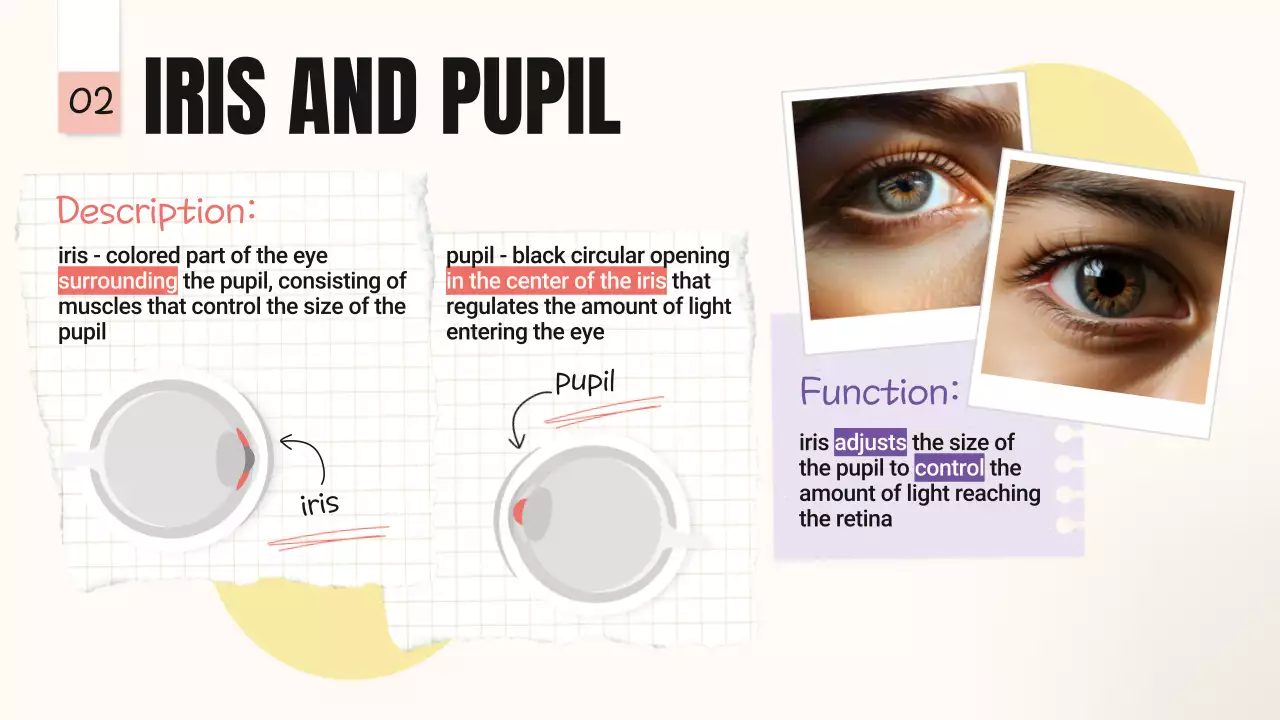 Beige Minimal Anatomy Guide Presentation