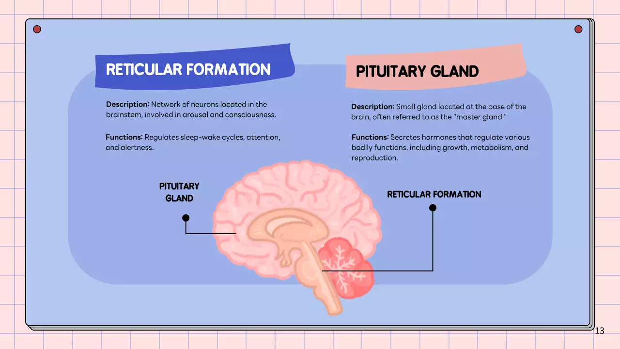 Apresentação da Palestra Pink Modern Brain