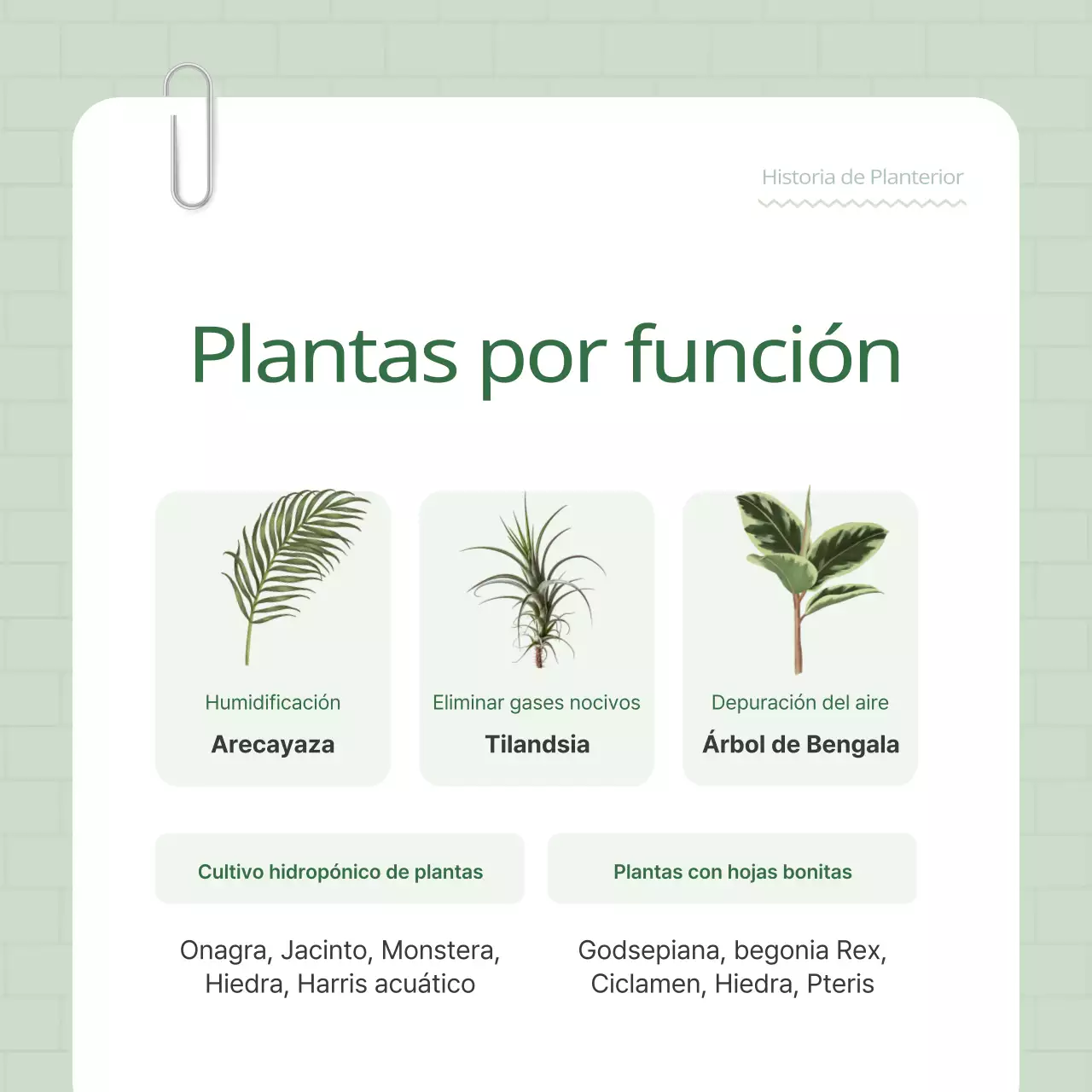 Promocione su terrier vegetal verde y blanco