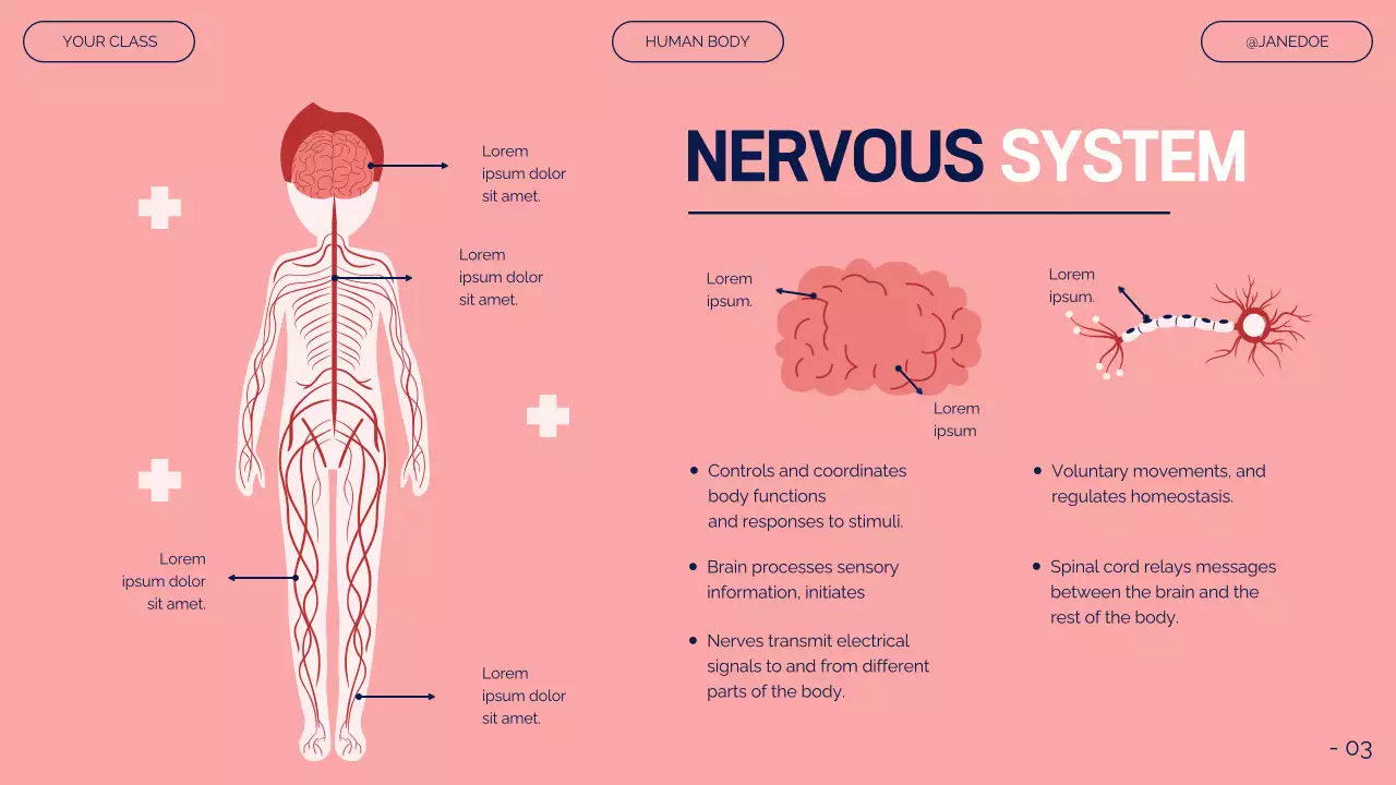 Pink Modern Anatomy Guide Presentation