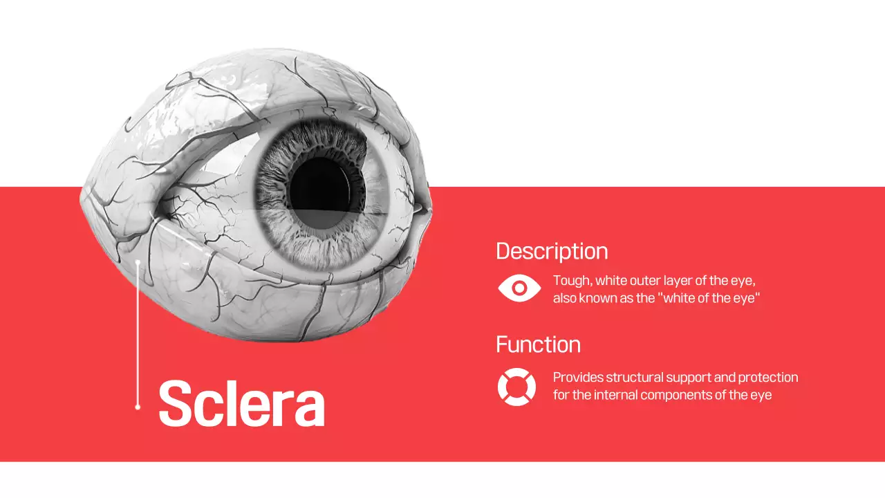 Red Modern Eye Anatomy Guide Presentation