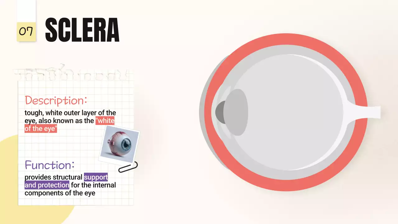 Beige Minimal Anatomy Guide Presentation