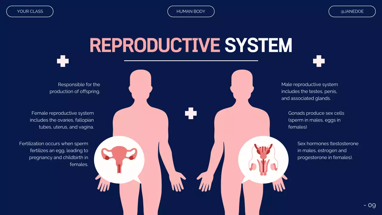 Pink Modern Anatomy Guide Presentation