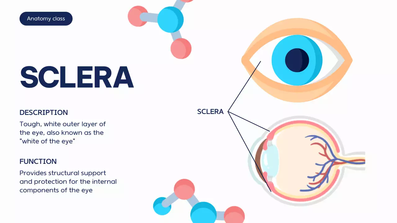 Blue Modern Anatomy Course Presentation
