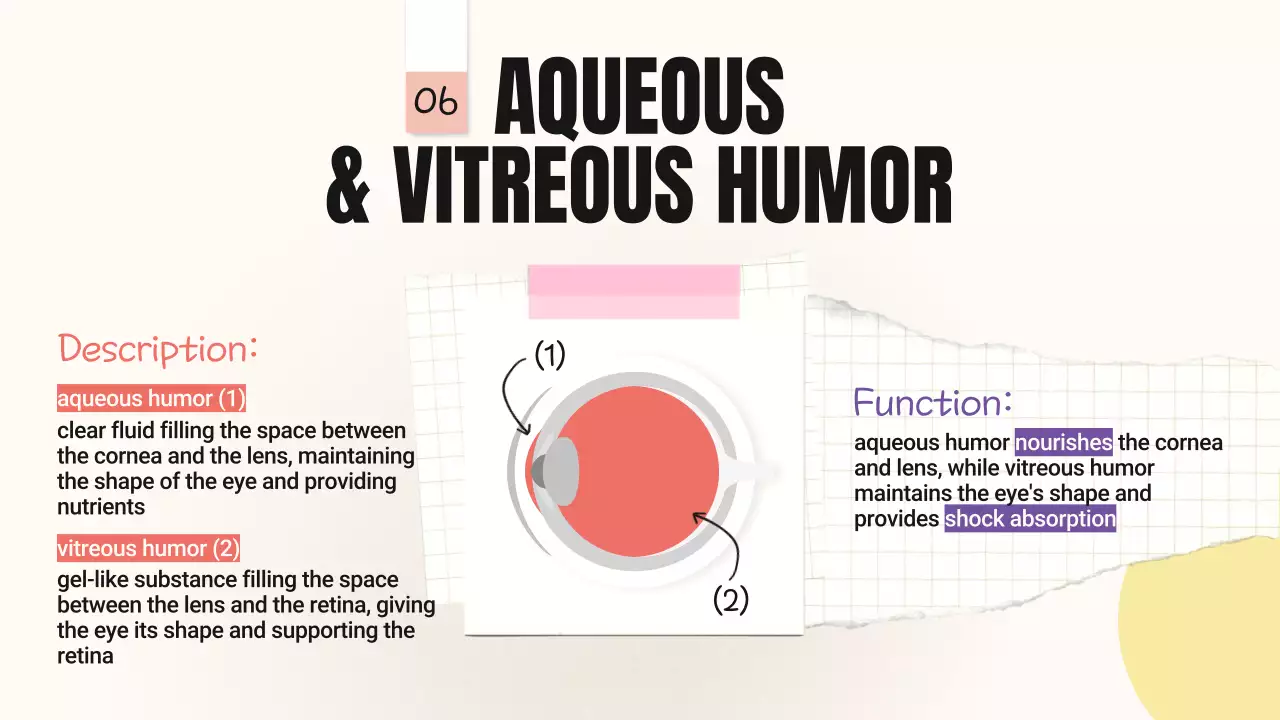 Beige Minimal Anatomy Guide Presentation