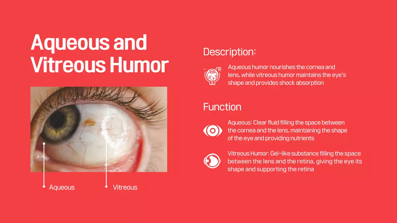 Red Modern Eye Anatomy Guide Presentation