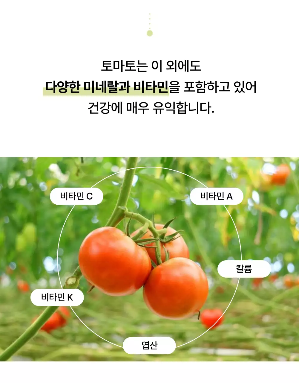 흰색과 초록색의 심플한 토마토 홍보