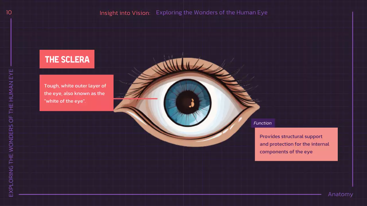 Presentasi Kuliah Anatomi Modern Ungu