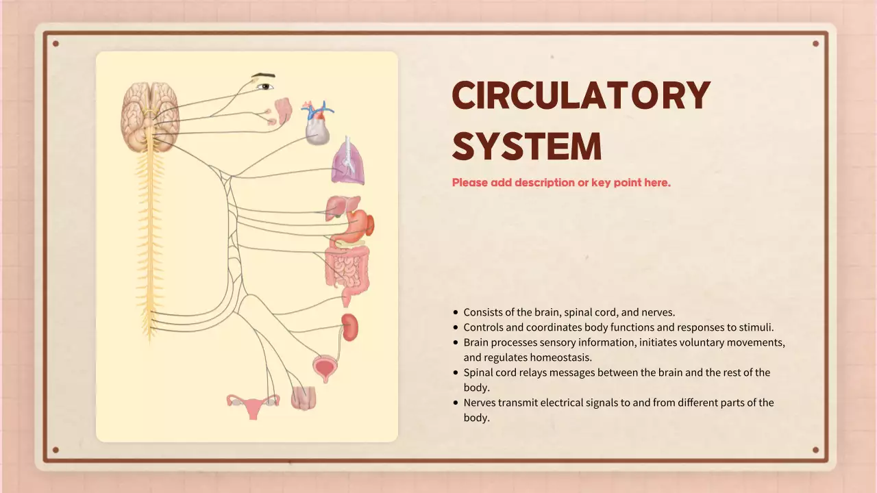 Beige Modern Anatomy Guide Presentation