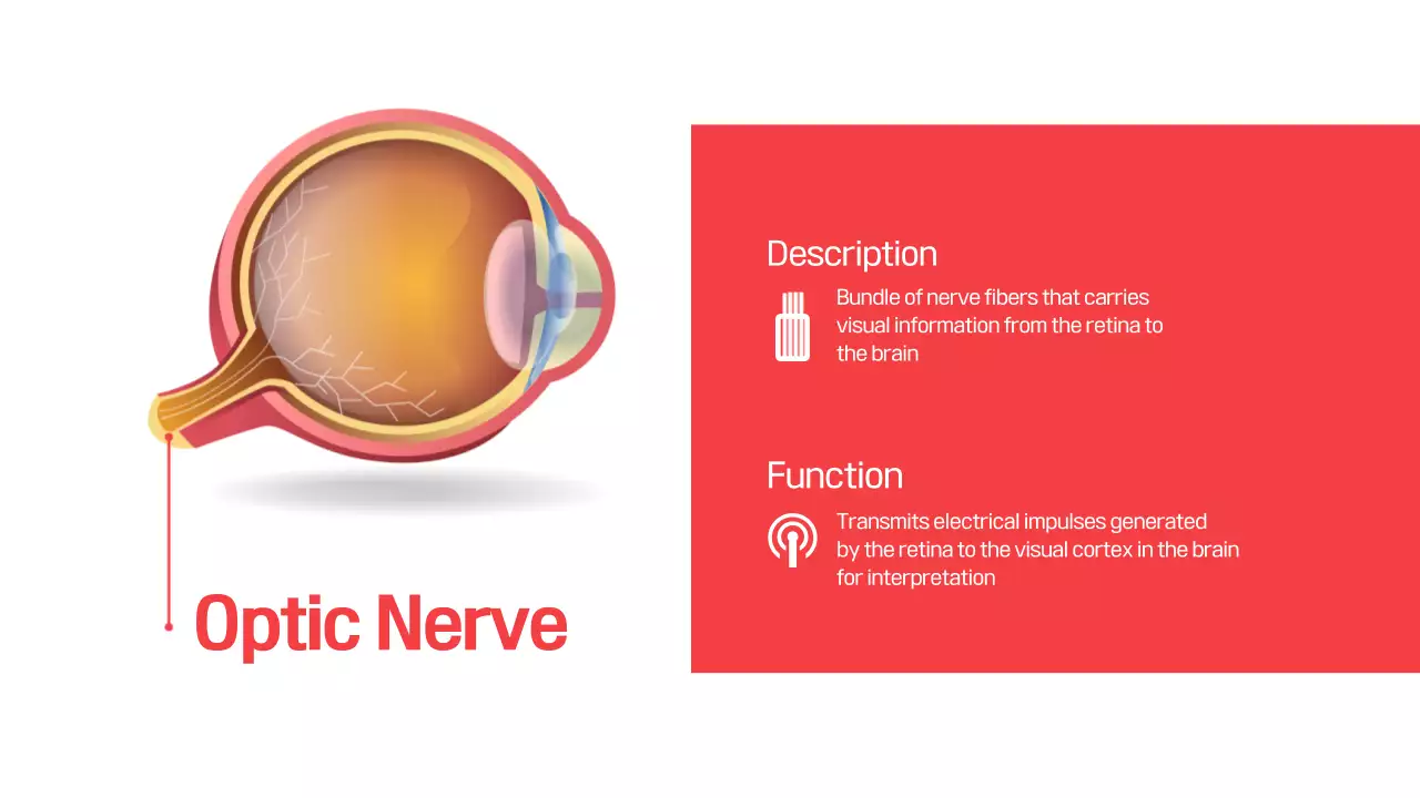 Red Modern Eye Anatomy Guide Presentation