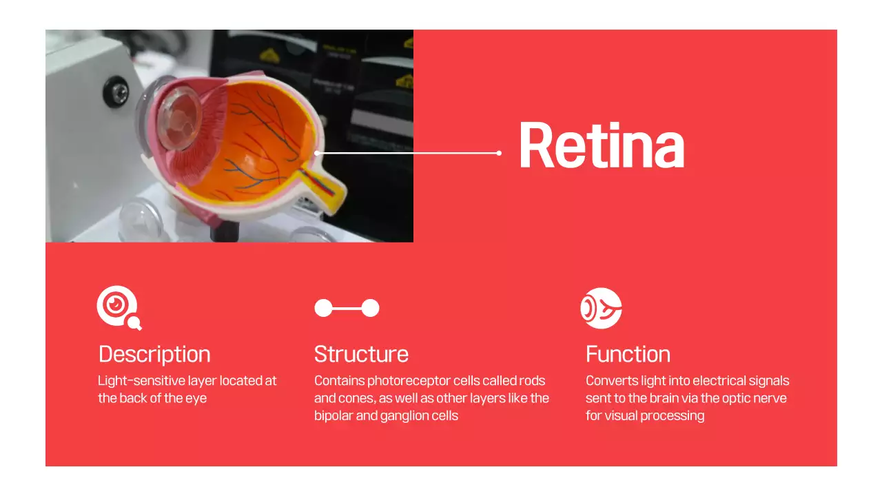 Red Modern Eye Anatomy Guide Presentation