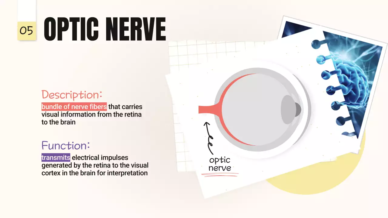 Beige Minimal Anatomy Guide Presentation