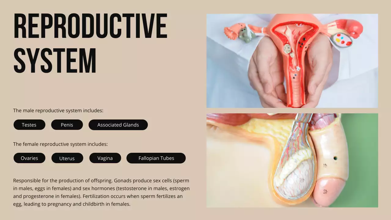 Beige Professional Anatomy Guide Presentation