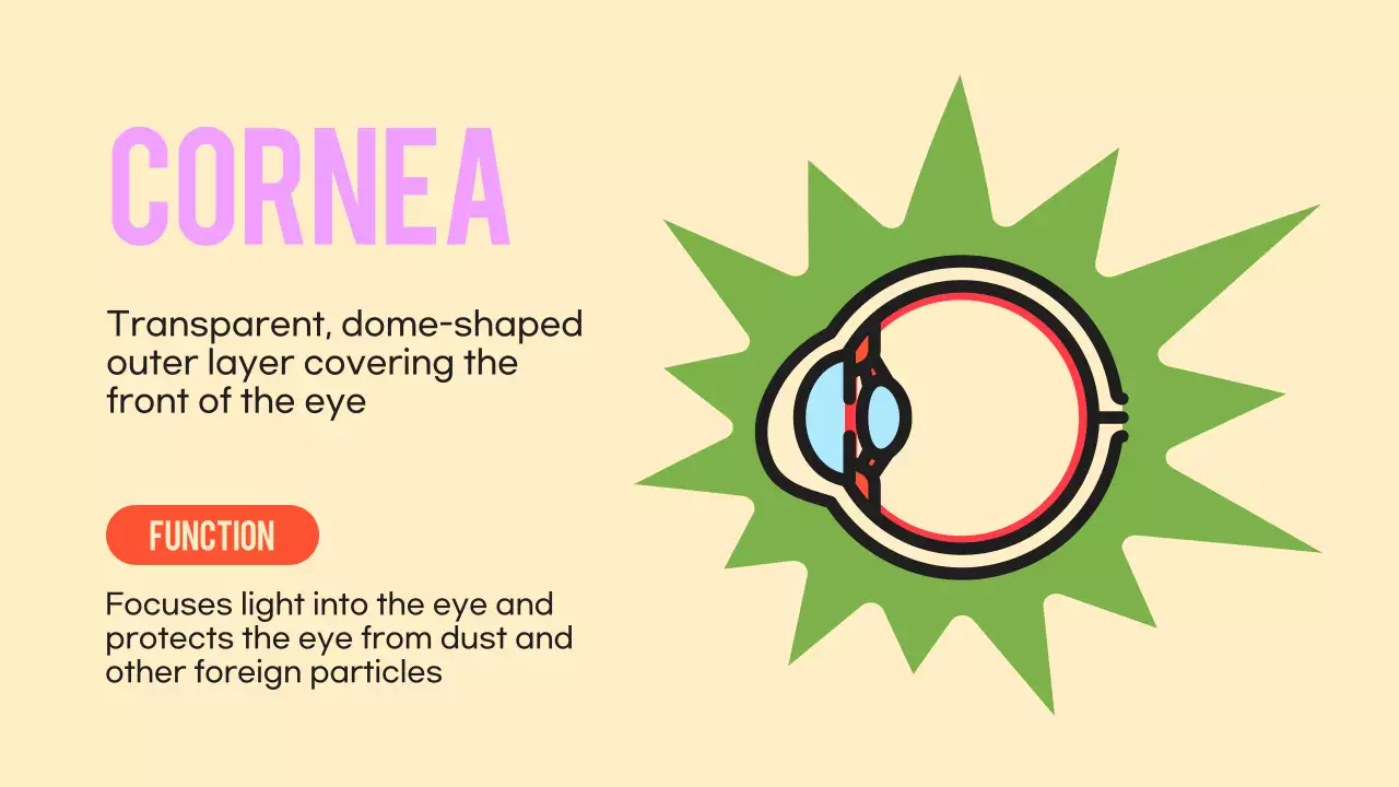 Black Orange Flashy Eyes Lecture Material