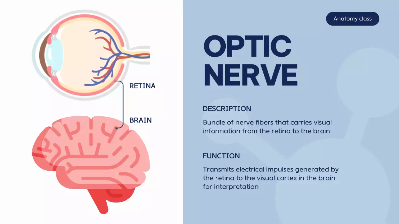 Blue Modern Anatomy Course Presentation