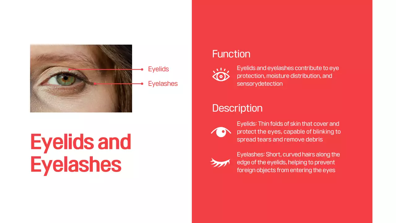 Red Modern Eye Anatomy Guide Presentation