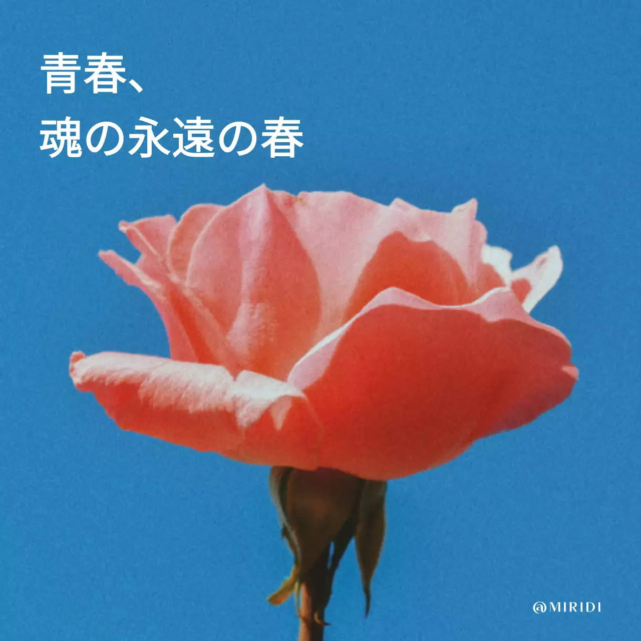 ピンク シンプル 花 ポスター SNS投稿 正方形