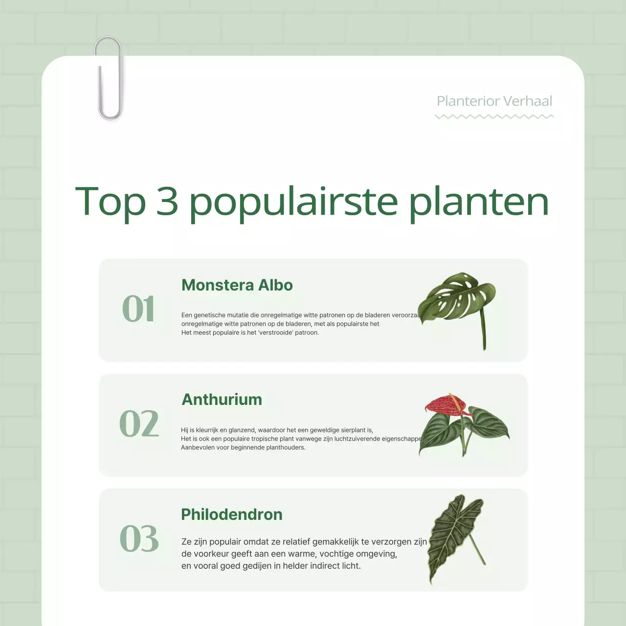 Promoot je groen-witte plantenterriër