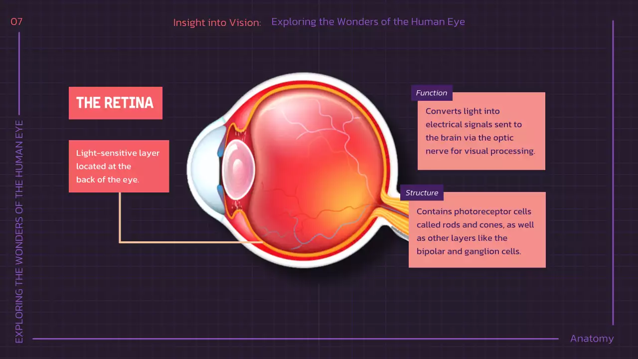 Presentasi Kuliah Anatomi Modern Ungu