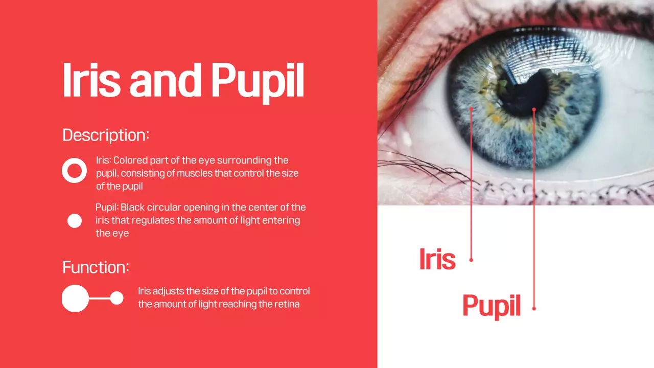 Red Modern Eye Anatomy Guide Presentation