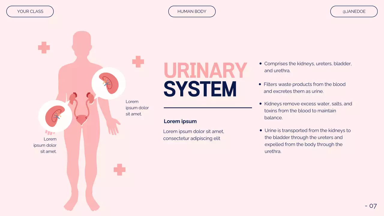 Pink Modern Anatomy Guide Presentation