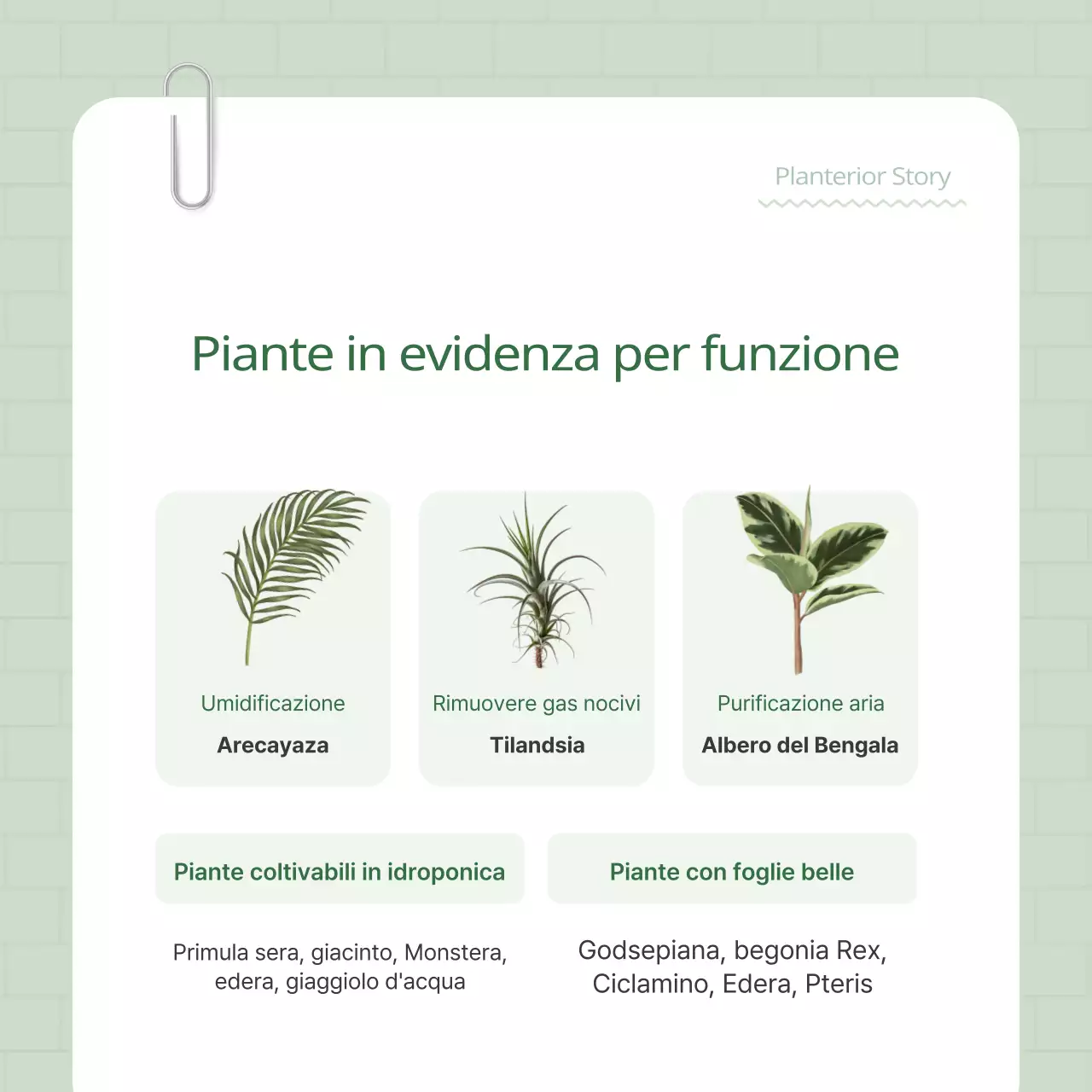 Promuovete il vostro terrier vegetale verde e bianco