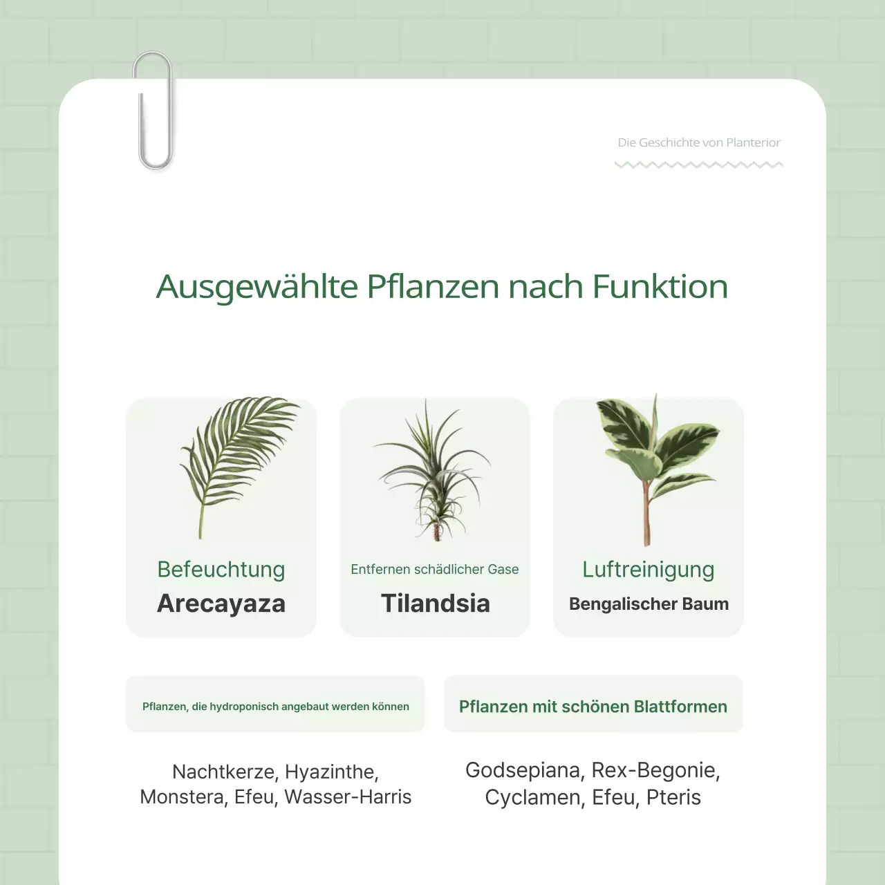 Fördern Sie Ihren grün-weißen Pflanzenterrier