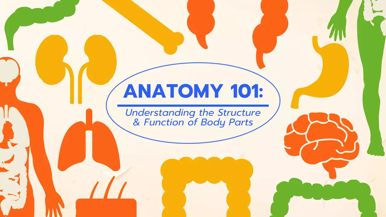 Orange Educational Anatomy Guide Presentation