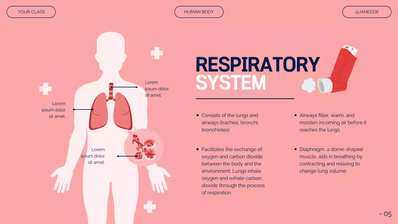 Pink Modern Anatomy Guide Presentation