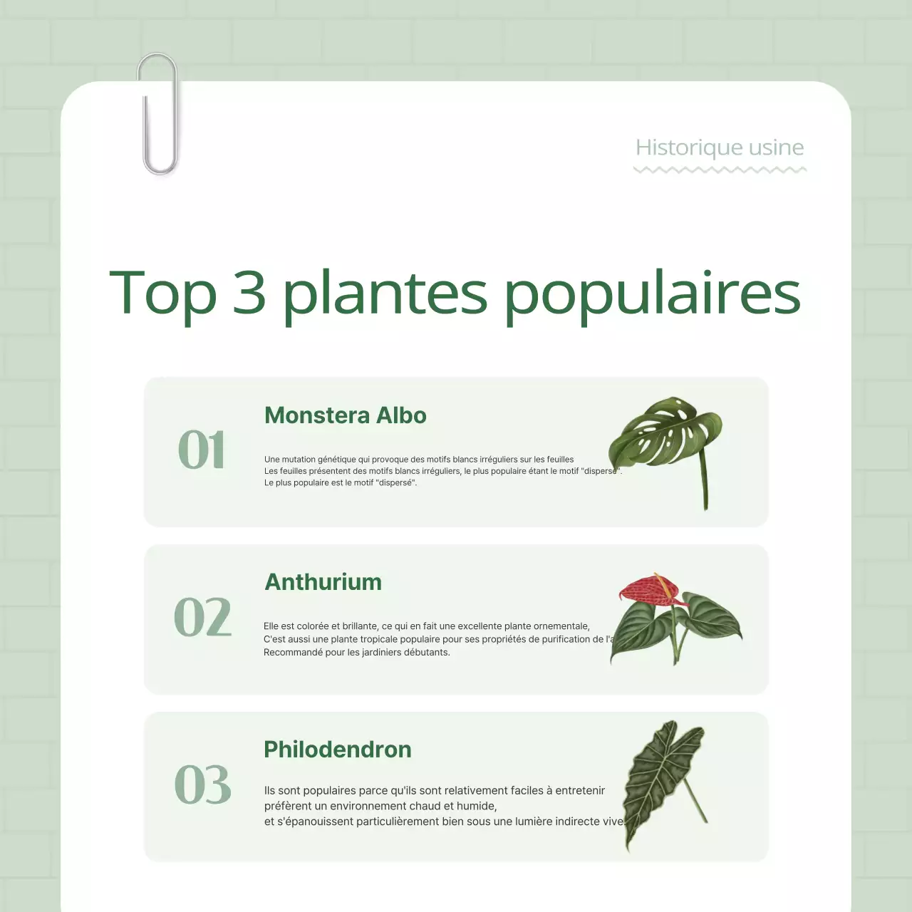 Promouvoir votre plant terrier vert et blanc