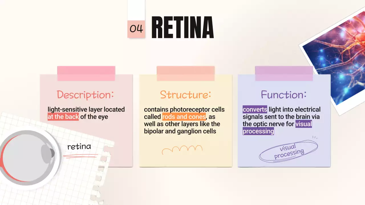 Beige Minimal Anatomy Guide Presentation